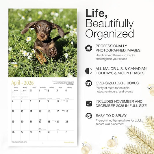 RED EMBER Dachshund Puppies 2026 Wall Calendar 12 Month | 12" x 24" Open | Thick & Sturdy Paper | Holiday Gift | Cute Weiner Puppy Dog Calendar 2026