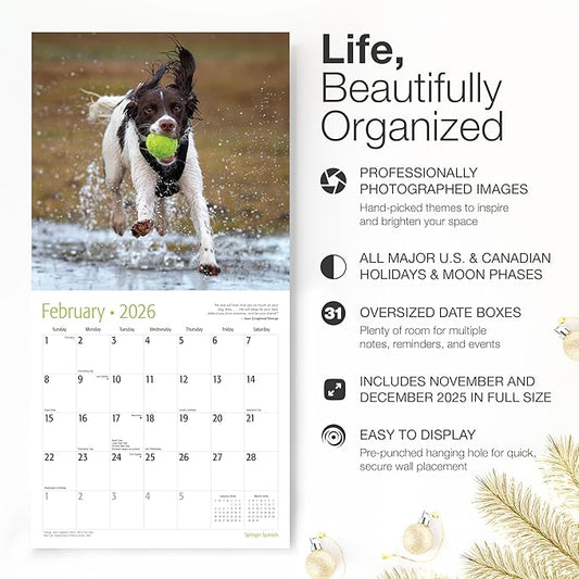 RED EMBER Springer Spaniels 2026 Wall Calendar 12 Month | 12" x 24" Open | Thick & Sturdy Paper | Holiday Gift | Cute Puppy Dog Calendar 2026