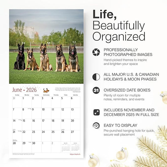 RED EMBER Belgian Shepherds 2026 Wall Calendar 12 Month | 12" x 24" Open | Thick & Sturdy Paper | Holiday Gift | Cute Puppy Dog Calendar 2026