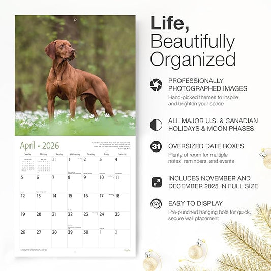 RED EMBER Vizslas 2026 Wall Calendar 12 Month | 12" x 24" Open | Thick & Sturdy Paper | Holiday Gift | Cute Puppy Dog Calendar 2026