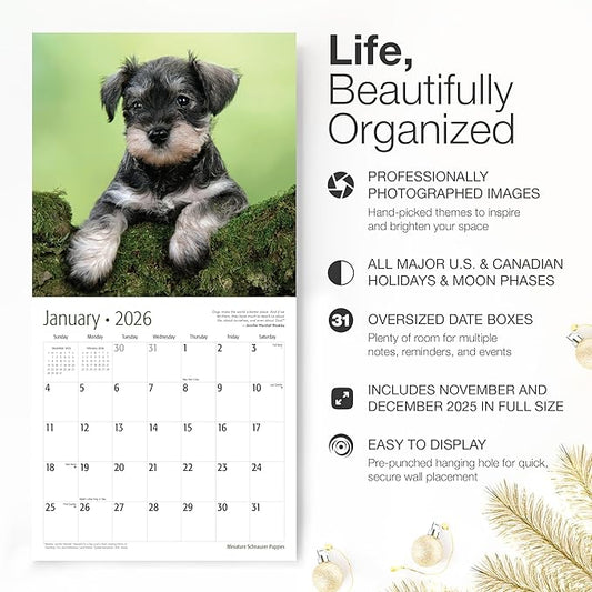 RED EMBER Miniature Schnauzer Puppies 2026 Wall Calendar 12 Month | 12" x 24" Open | Thick & Sturdy Paper | Holiday Gift | Cute Puppy Dog Calendar 2026