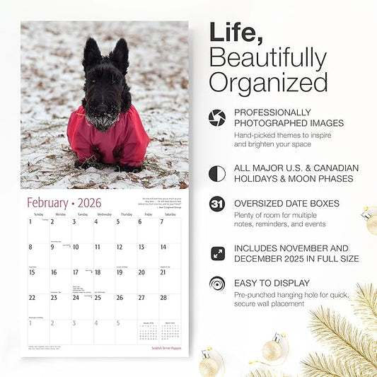 RED EMBER Scottish Terrier Puppies 2026 Wall Calendar 12 Month | 12" x 24" Open | Thick & Sturdy Paper | Holiday Gift | Cute Puppy Dog Calendar 2026