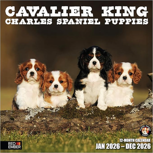 RED EMBER Cavalier King Charles Spaniel Puppies 2026 Wall Calendar 12 Month | 12" x 24" Open | Thick & Sturdy Paper | Holiday Gift | Cute Puppy Dog Calendar 2026