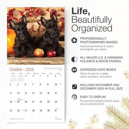 RED EMBER Scottish Terriers 2026 Wall Calendar 12 Month | 12" x 24" Open | Thick & Sturdy Paper | Holiday Gift | Cute Puppy Dog Calendar 2026