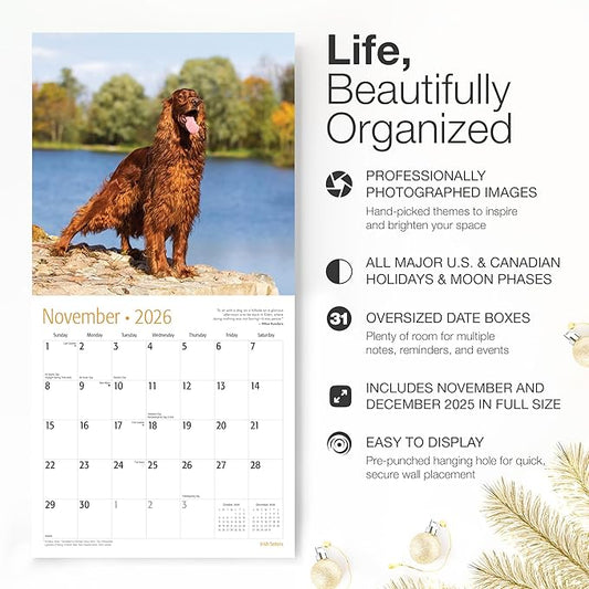 RED EMBER Irish Setters 2026 Wall Calendar 12 Month | 12" x 24" Open | Thick & Sturdy Paper | Holiday Gift | Cute Puppy Dog Calendar 2026