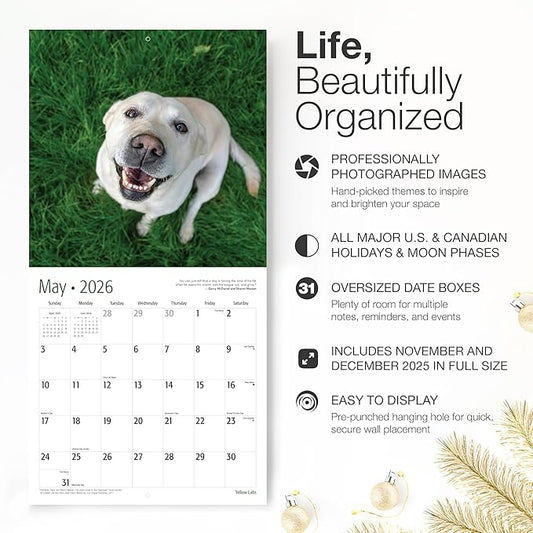 RED EMBER Yellow Labs 2026 Wall Calendar 12 Month | 12" x 24" Open | Thick & Sturdy Paper | Holiday Gift | Cute Labrador Retriever Puppy Dog Calendar 2026