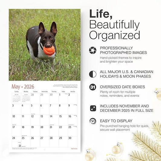 RED EMBER Rat Terriers 2026 Wall Calendar 12 Month | 12" x 24" Open | Thick & Sturdy Paper | Holiday Gift | Cute Puppy Dog Calendar 2026