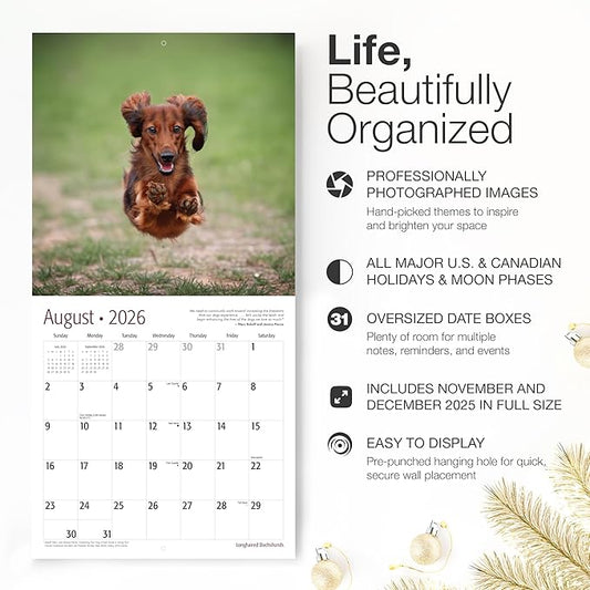RED EMBER Longhaired Dachshunds 2026 Wall Calendar 12 Month | 12" x 24" Open | Thick & Sturdy Paper | Holiday Gift | Cute Puppy Weiner Dog Calendar 2026