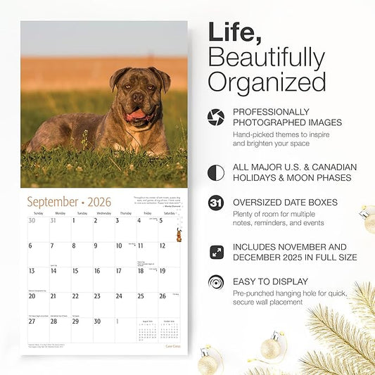 RED EMBER Cane Corso 2026 Wall Calendar 12 Month | 12" x 24" Open | Thick & Sturdy Paper | Holiday Gift | Cute Puppy Dog Calendar 2026