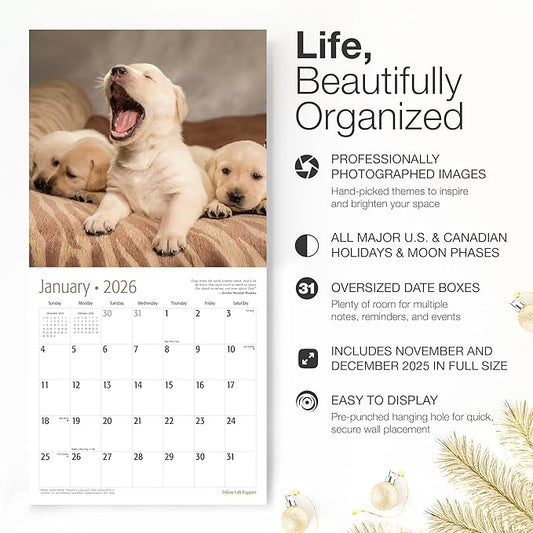 RED EMBER Yellow Lab Puppies 2026 Wall Calendar 12 Month | 12" x 24" Open | Thick & Sturdy Paper | Holiday Gift | Cute Labrador Retriever Puppy Dog Calendar 2026