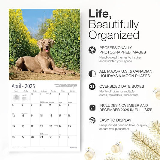 RED EMBER Weimaraners 2026 Wall Calendar 12 Month | 12" x 24" Open | Thick & Sturdy Paper | Holiday Gift | Cute Puppy Dog Calendar 2026