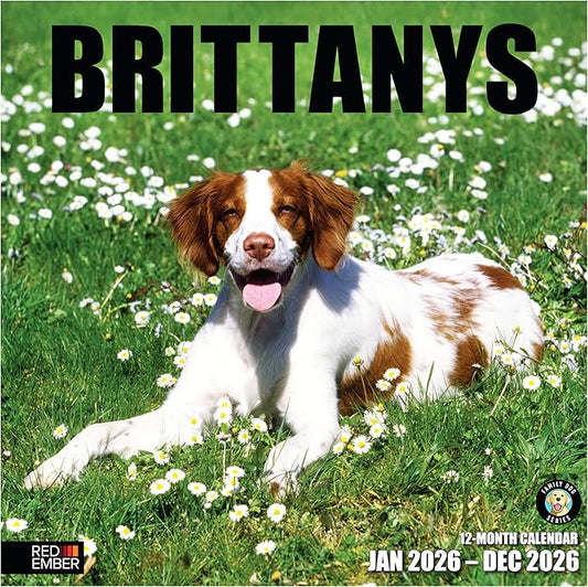 RED EMBER Brittanys 2026 Wall Calendar 12 Month | 12" x 24" Open | Thick & Sturdy Paper | Holiday Gift | Cute Spaniel Puppy Dog Calendar 2026