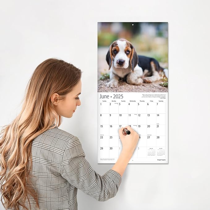 RED EMBER Beagle Puppies 2025 Wall Calendar 12 Month | 12" x 24" Open | Thick & Sturdy Paper | Giftable | Dog Calendar 2025