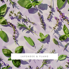 ScentAir Whisper Home Monthly Plug-in Refill, Fragrance Cartridge for Home and Office, Amazon Exclusive, Lavender & Ylang