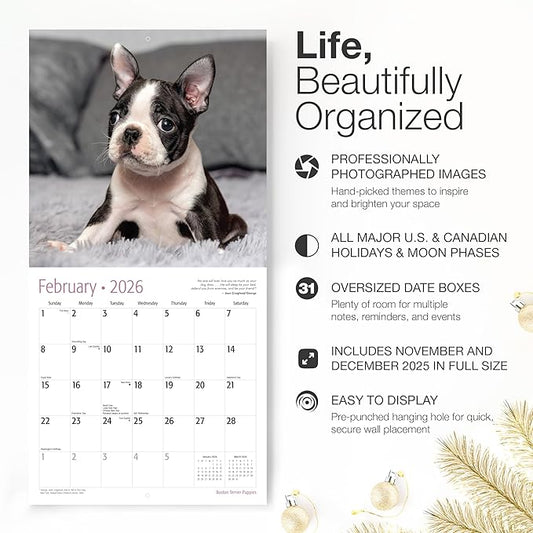RED EMBER Boston Terrier Puppies 2026 Wall Calendar 12 Month | 12" x 24" Open | Thick & Sturdy Paper | Holiday Gift | Cute Puppy Dog Calendar 2026