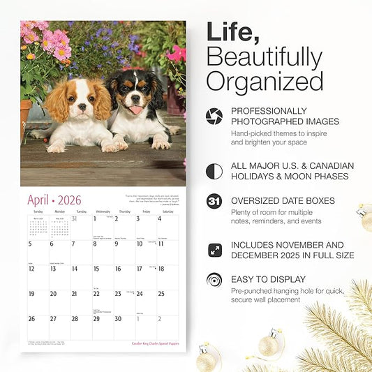 RED EMBER Cavalier King Charles Spaniel Puppies 2026 Wall Calendar 12 Month | 12" x 24" Open | Thick & Sturdy Paper | Holiday Gift | Cute Puppy Dog Calendar 2026