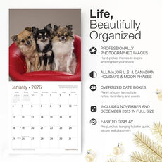 RED EMBER Longhaired Chihuahuas 2026 Wall Calendar 12 Month | 12
