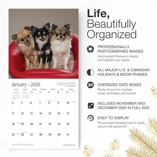 RED EMBER Longhaired Chihuahuas 2026 Wall Calendar 12 Month | 12" x 24" Open | Thick & Sturdy Paper | Holiday Gift | Cute Puppy Dog Calendar 2026