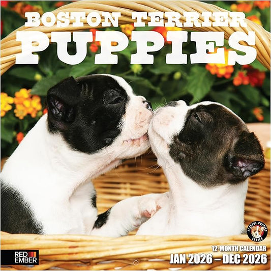 RED EMBER Boston Terrier Puppies 2026 Wall Calendar 12 Month | 12" x 24" Open | Thick & Sturdy Paper | Holiday Gift | Cute Puppy Dog Calendar 2026