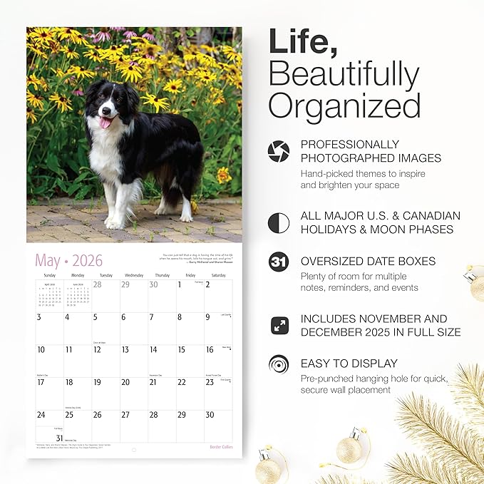 RED EMBER Border Collies 2026 Wall Calendar 12 Month | 12" x 24" Open | Thick & Sturdy Paper | Holiday Gift | Cute Puppy Dog Calendar 2026
