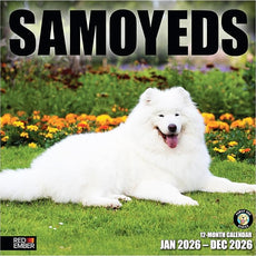 RED EMBER Samoyeds 2026 Wall Calendar 12 Month | 12