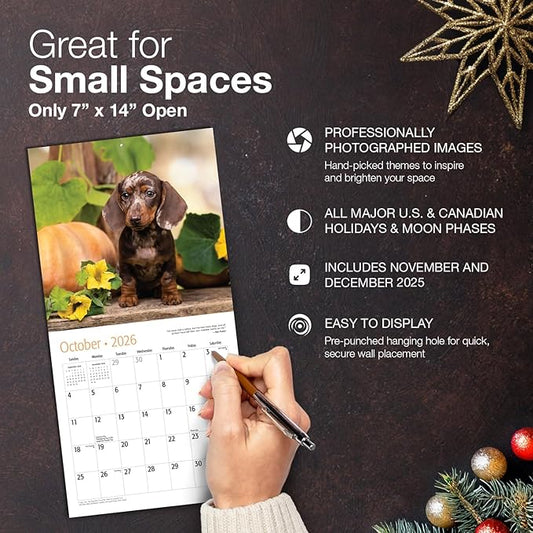 MICASA PRESS Dachshund Puppies 2026 Mini Wall Calendar 12 Month | 7" x 14" Open | Thick & Sturdy Paper | Holiday Gift | Cute Puppy Weiner Dog Calendar 2026
