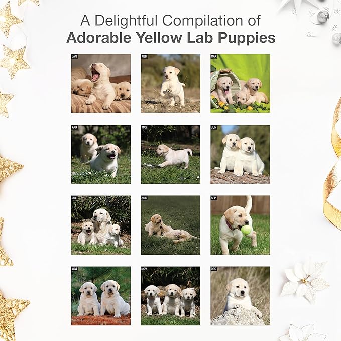 RED EMBER Yellow Lab Puppies 2026 Wall Calendar 12 Month | 12" x 24" Open | Thick & Sturdy Paper | Holiday Gift | Cute Labrador Retriever Puppy Dog Calendar 2026