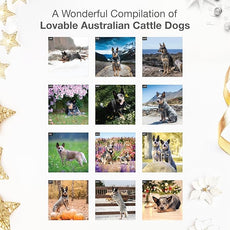 RED EMBER Australian Cattle Dogs 2026 Wall Calendar 12 Month | 12