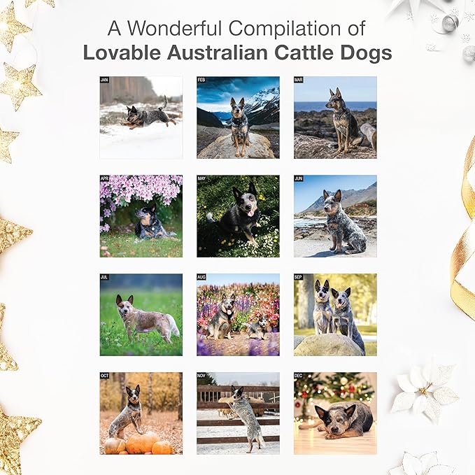 RED EMBER Australian Cattle Dogs 2026 Wall Calendar 12 Month | 12" x 24" Open | Thick & Sturdy Paper | Holiday Gift | Cute Puppy Dog Calendar 2026