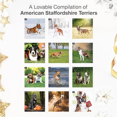 RED EMBER American Staffordshire Terriers 2026 Wall Calendar 12 Month | 12