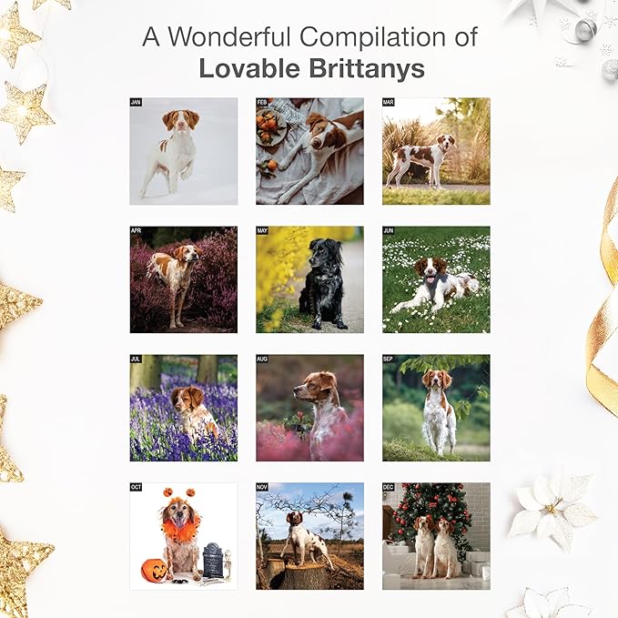 RED EMBER Brittanys 2026 Wall Calendar 12 Month | 12" x 24" Open | Thick & Sturdy Paper | Holiday Gift | Cute Spaniel Puppy Dog Calendar 2026