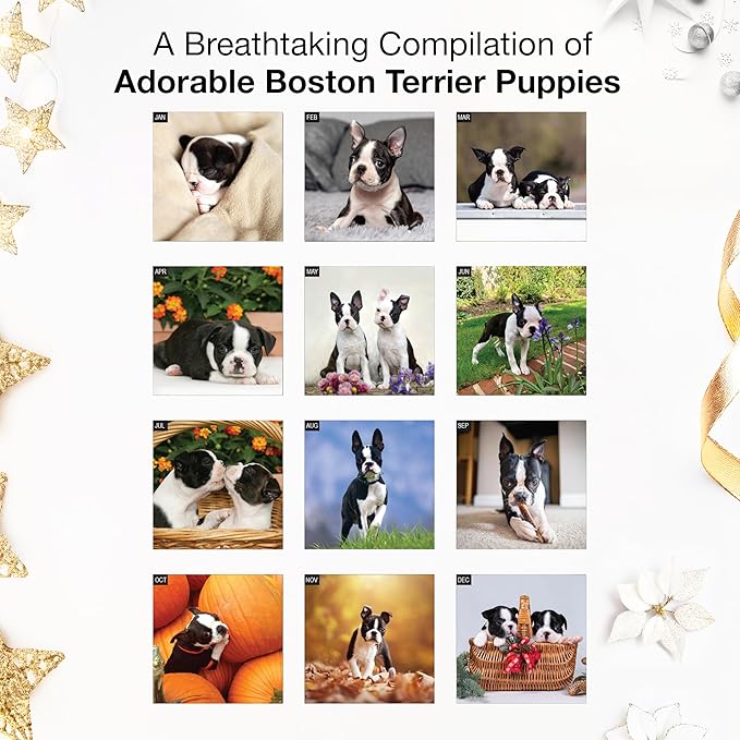 RED EMBER Boston Terrier Puppies 2026 Mini Wall Calendar 12 Month | 7" x 14" Open | Thick & Sturdy Paper | Holiday Gift | Cute Puppy Dog Calendar 2026
