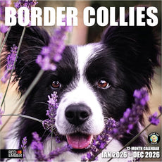 RED EMBER Border Collies 2026 Wall Calendar 12 Month | 12