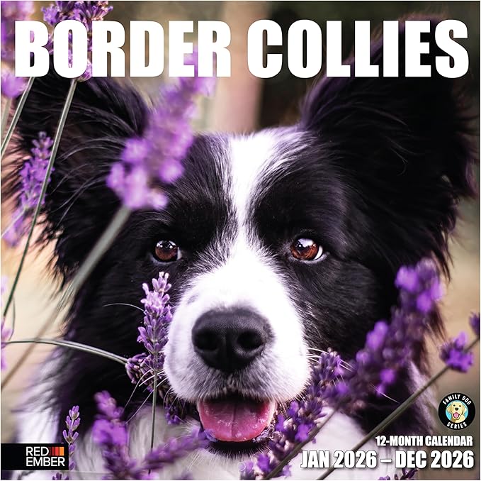 RED EMBER Border Collies 2026 Wall Calendar 12 Month | 12" x 24" Open | Thick & Sturdy Paper | Holiday Gift | Cute Puppy Dog Calendar 2026