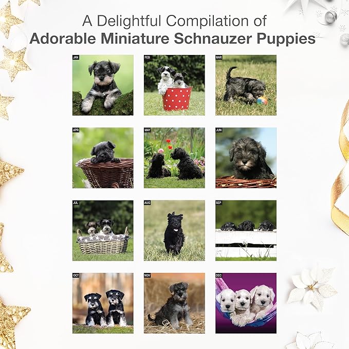 RED EMBER Miniature Schnauzer Puppies 2026 Wall Calendar 12 Month | 12" x 24" Open | Thick & Sturdy Paper | Holiday Gift | Cute Puppy Dog Calendar 2026
