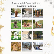 RED EMBER Poodles 2026 Wall Calendar 12 Month | 12