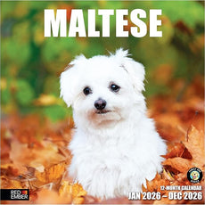 RED EMBER Maltese 2026 Wall Calendar 12 Month | 12