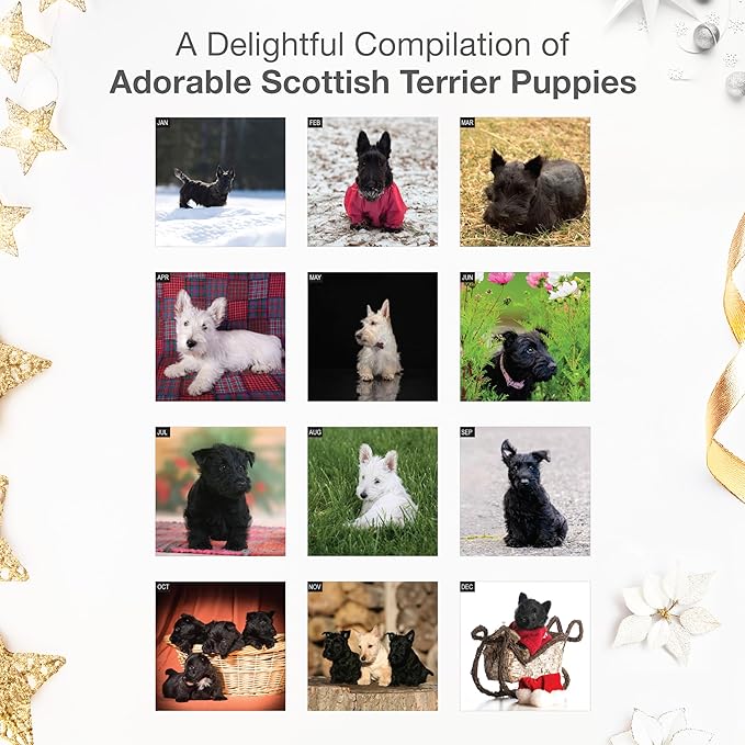 RED EMBER Scottish Terrier Puppies 2026 Wall Calendar 12 Month | 12" x 24" Open | Thick & Sturdy Paper | Holiday Gift | Cute Puppy Dog Calendar 2026