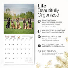 RED EMBER Belgian Shepherds 2026 Wall Calendar 12 Month | 12
