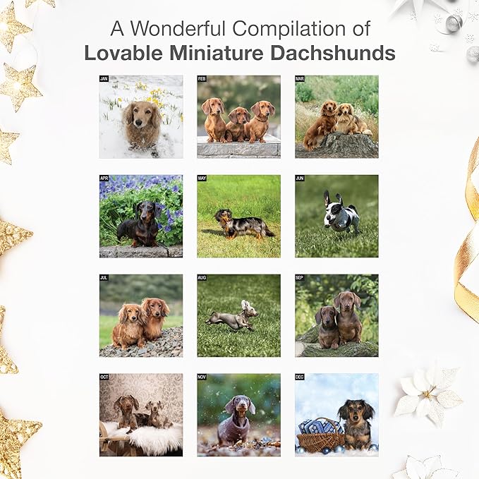 RED EMBER Miniature Dachshunds 2026 Wall Calendar 12 Month | 12" x 24" Open | Thick & Sturdy Paper | Holiday Gift | Cute Puppy Weiner Dog Calendar 2026