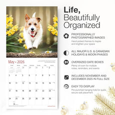RED EMBER Jack Russell Terriers 2026 Wall Calendar 12 Month | 12