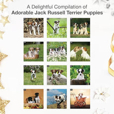 RED EMBER Jack Russell Terrier Puppies 2026 Mini Wall Calendar 12 Month | 12