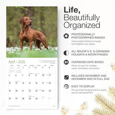 RED EMBER Vizslas 2026 Wall Calendar 12 Month | 12
