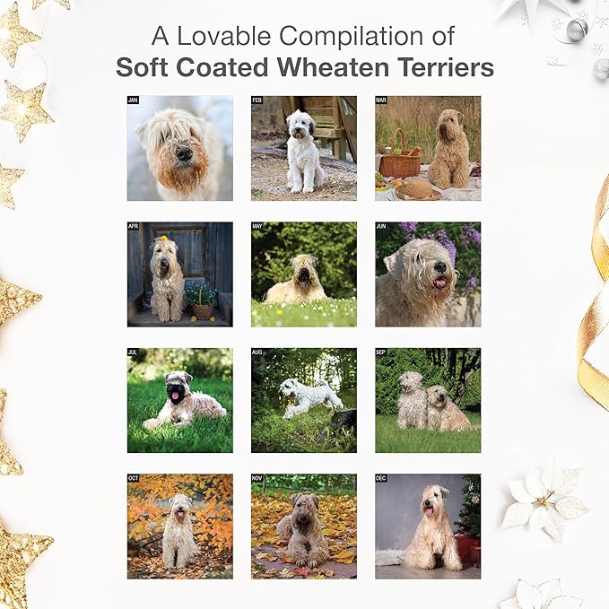 RED EMBER Soft Coated Wheaten Terriers 2026 Wall Calendar 12 Month | 12" x 24" Open | Thick & Sturdy Paper | Holiday Gift | Cute Puppy Dog Calendar 2026