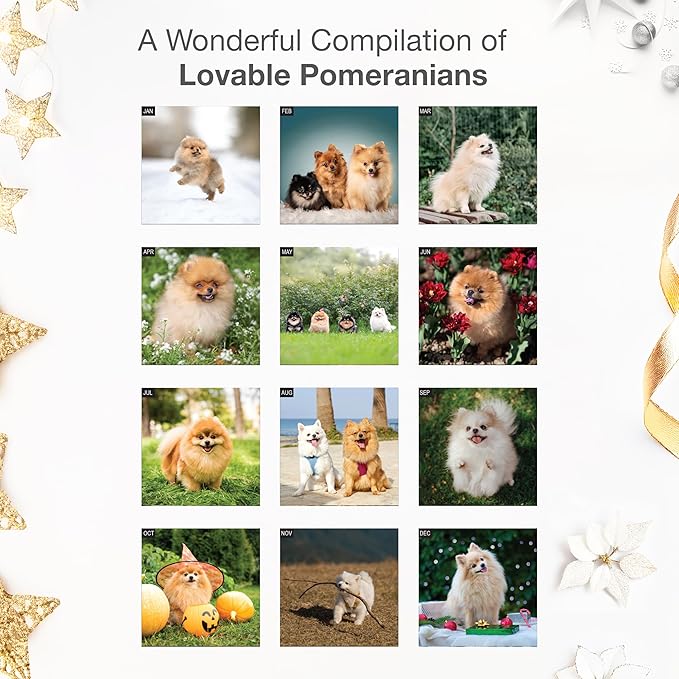 RED EMBER Pomeranians 2026 Wall Calendar 12 Month | 12" x 24" Open | Thick & Sturdy Paper | Holiday Gift | Cute Puppy Dog Calendar 2026