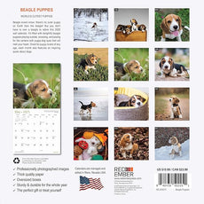 RED EMBER Beagle Puppies 2025 Wall Calendar 12 Month | 12