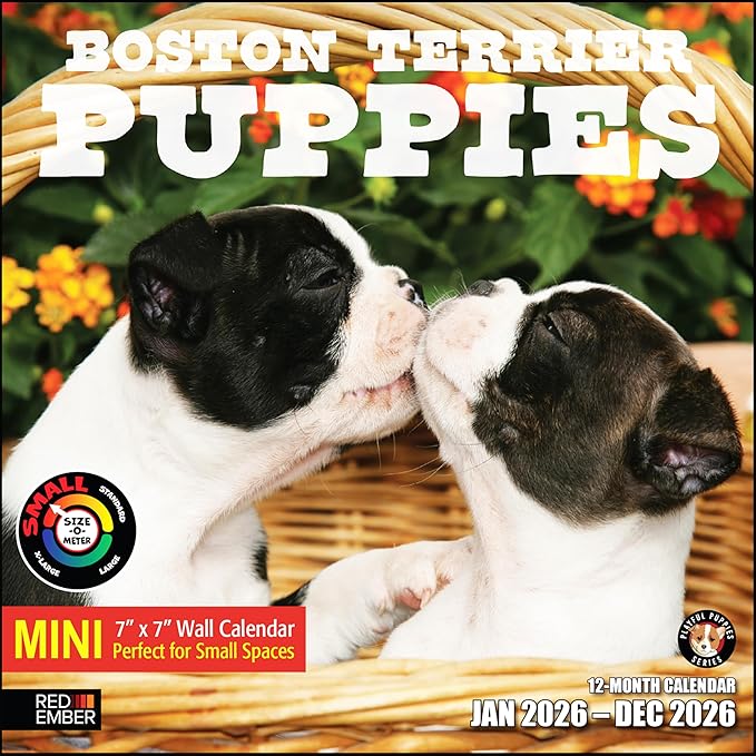 RED EMBER Boston Terrier Puppies 2026 Mini Wall Calendar 12 Month | 7" x 14" Open | Thick & Sturdy Paper | Holiday Gift | Cute Puppy Dog Calendar 2026