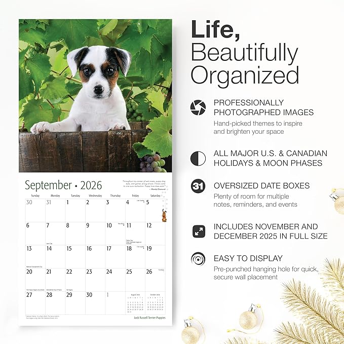 RED EMBER Jack Russell Terrier Puppies 2026 Mini Wall Calendar 12 Month | 12" x 24" Open | Thick & Sturdy Paper | Holiday Gift | Cute Dog Puppy Calendar 2026
