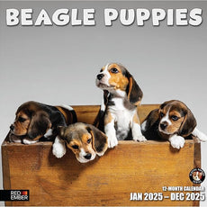RED EMBER Beagle Puppies 2025 Wall Calendar 12 Month | 12