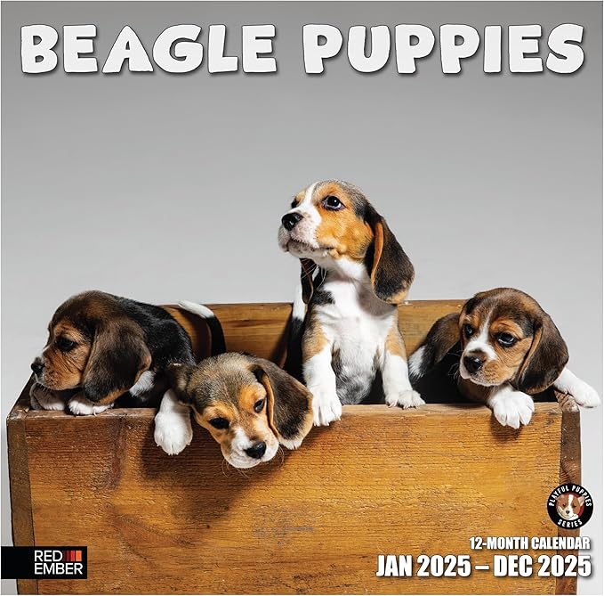 RED EMBER Beagle Puppies 2025 Wall Calendar 12 Month | 12" x 24" Open | Thick & Sturdy Paper | Giftable | Dog Calendar 2025